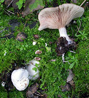 Entoloma abortivum.